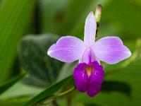 Blüte der Bambus-Orchidee